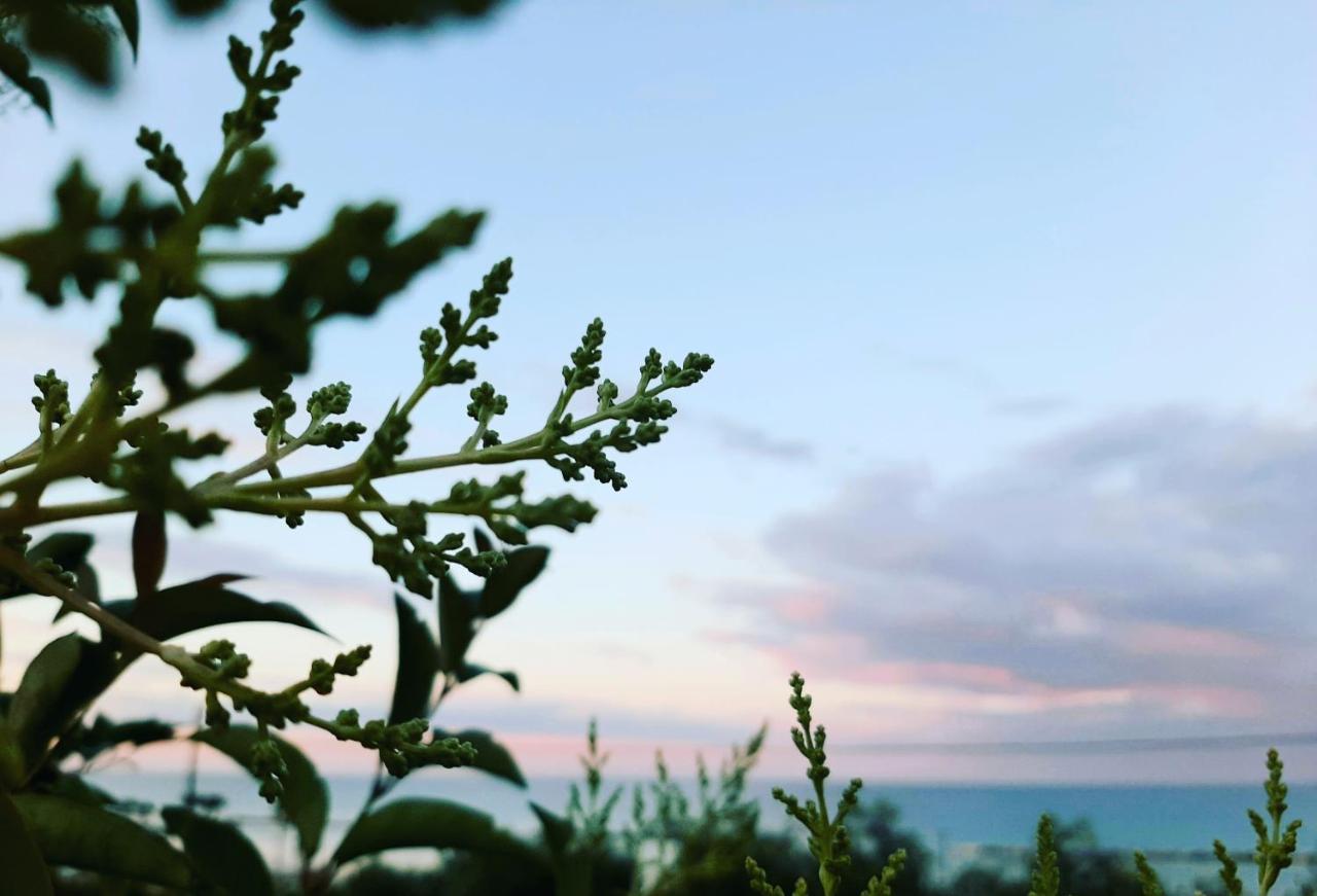 Bio Agriturismo Mare In Campagna Campofilone Екстер'єр фото